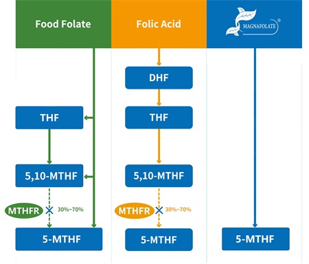 Mi az 5-metil-tetrahidrofolát?