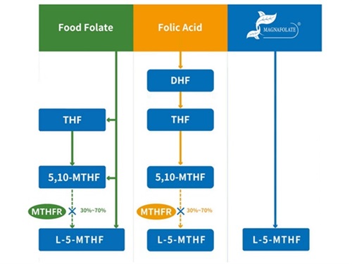 A folsav három különböző metabolikus útvonala